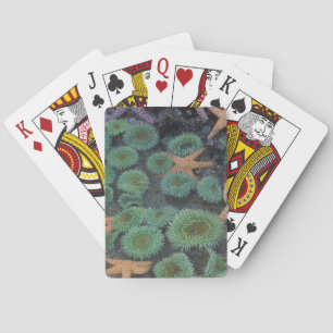 Jeu De Cartes N.A., États-Unis, Washington, Parc National Olympi