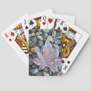 Jeu De Cartes Nous, Wa, Bainbridge Island. Gelée matinale 2
