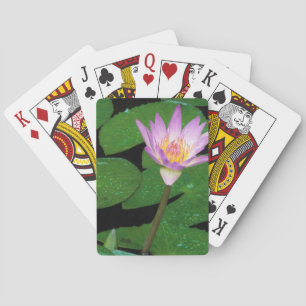 Jeu De Cartes Nymphéa du Cap (Nymphaea Capensis)