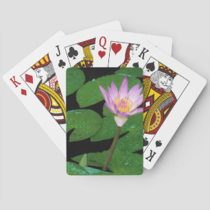 Jeu De Cartes Nymphéa du Cap (Nymphaea Capensis)