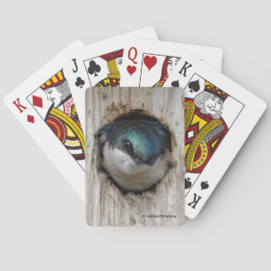 Jeu De Cartes OEil à l'oeil avec une hirondelle d'arbre dans une