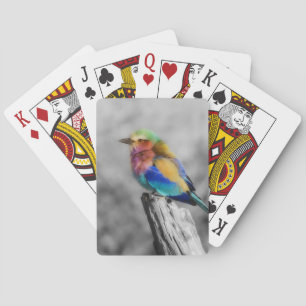 Jeu De Cartes Oiseau d'arc-en-ciel