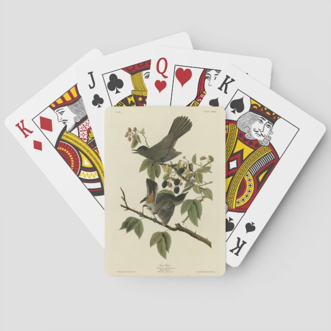 Jeu De Cartes Oiseaux de chats (Colibri gris) Oiseaux d'Amérique (dos)