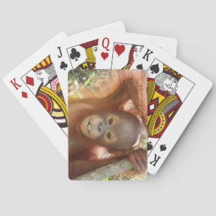Jeu De Cartes Orang-outan de Donald au centre de soin du Bornéo