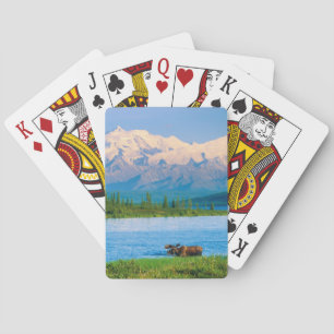 Jeu De Cartes Orignal mâle dans le Wonder Lake