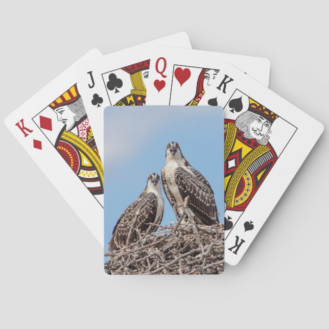 Jeu De Cartes Osprey juvénile dans le nid (dos)
