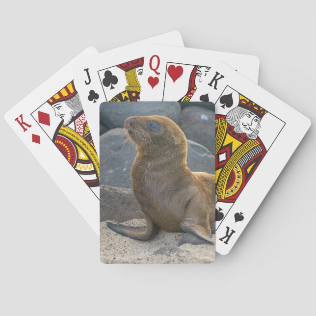 Jeu De Cartes Otarie de Galapagos (dos)