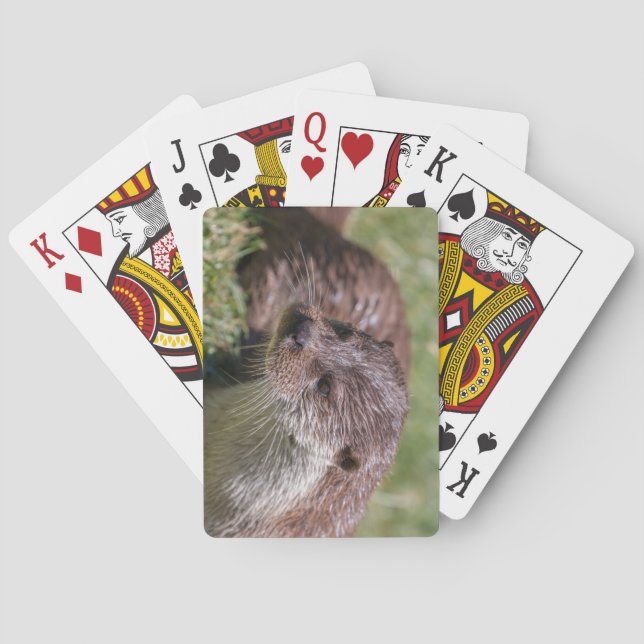 Jeu De Cartes Otter eurasien se reposant sous le soleil (dos)
