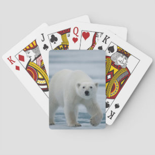 Jeu De Cartes Ours blanc, Ursus Maritimus, adulte