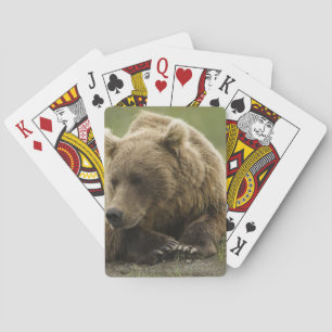 Jeu De Cartes Ours brun, ou Ours grizzly côtier, Ursus