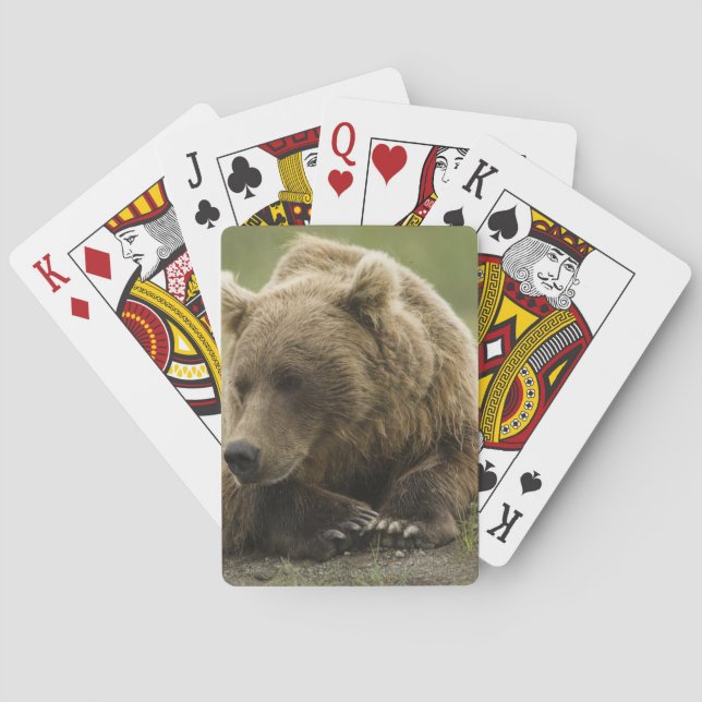 Jeu De Cartes Ours brun, ou Ours grizzly côtier, Ursus (dos)