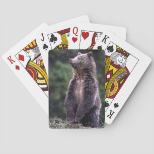 Jeu De Cartes Ours Grizzli debout