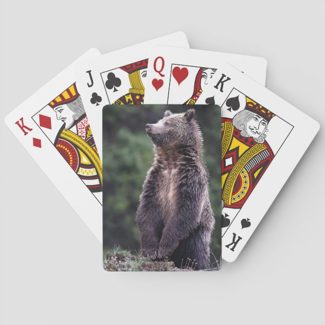 Jeu De Cartes Ours Grizzli debout (dos)