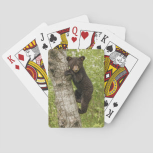 Jeu De Cartes Ours noir jeune dans un arbre