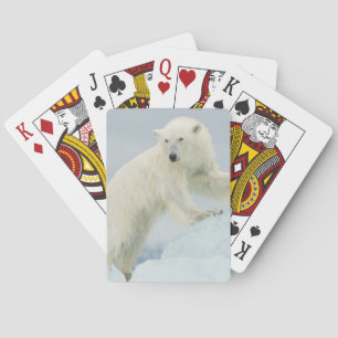 Jeu De Cartes Ours polaire en été