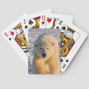 Jeu De Cartes ours polaire, Ursus maritimus, ours polaire sur gl