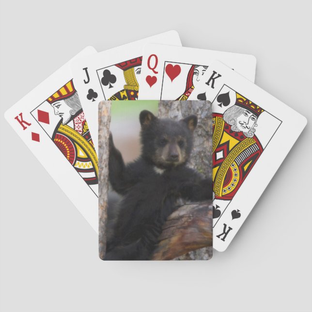 Jeu De Cartes Oursons de l'ours noir se reposant (dos)