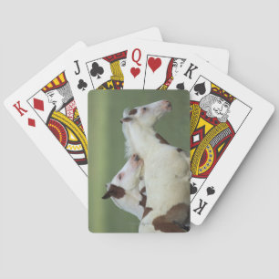 Jeu De Cartes Paint Foals Playing