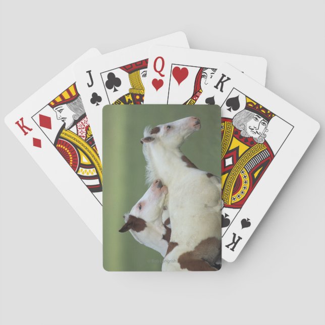 Jeu De Cartes Paint Foals Playing (dos)