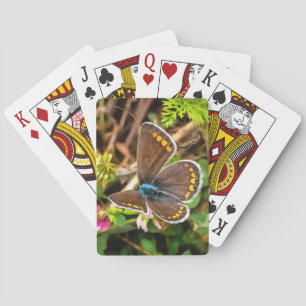Jeu De Cartes Papillon bleu commun Polyommatus Icarus Peinture