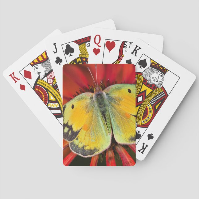 Jeu De Cartes Papillon de la Luzerne sur une Echinacée (dos)
