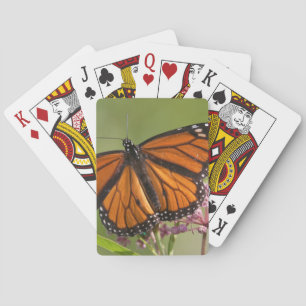 Jeu De Cartes Papillon monarque mâle sur Asclépiade incarnate