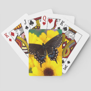 Jeu De Cartes Papillon Papilio polyxenes