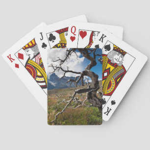 Jeu De Cartes Parc national de Torres del Paine, arbres endommag