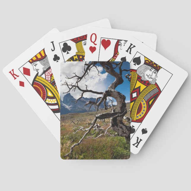 Jeu De Cartes Parc national de Torres del Paine, arbres endommag (dos)
