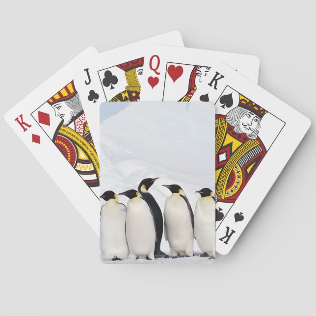 Jeu De Cartes Penguins empereurs (dos)
