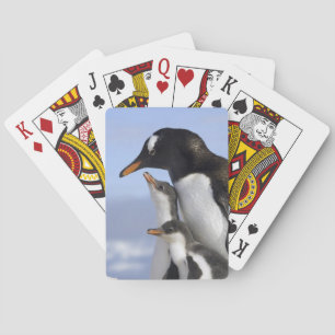 Jeu De Cartes Péninsule Antarctique, Neko Harbour, Gentoo