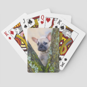 Jeu De Cartes Petit Chien à Chien à Chien à Chien à Chien à Pose