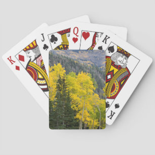 Jeu De Cartes Peupliers Trembles (Populus Tremuloides) Et Conifè