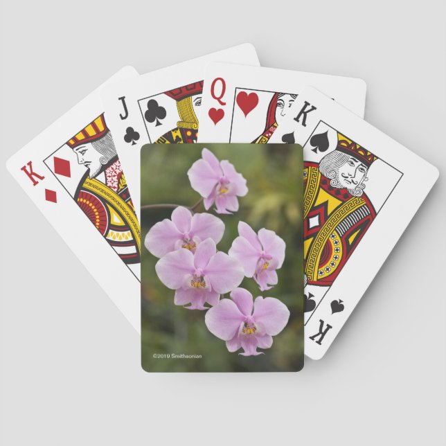 Jeu De Cartes Phalaenopsis Schilleriana (dos)