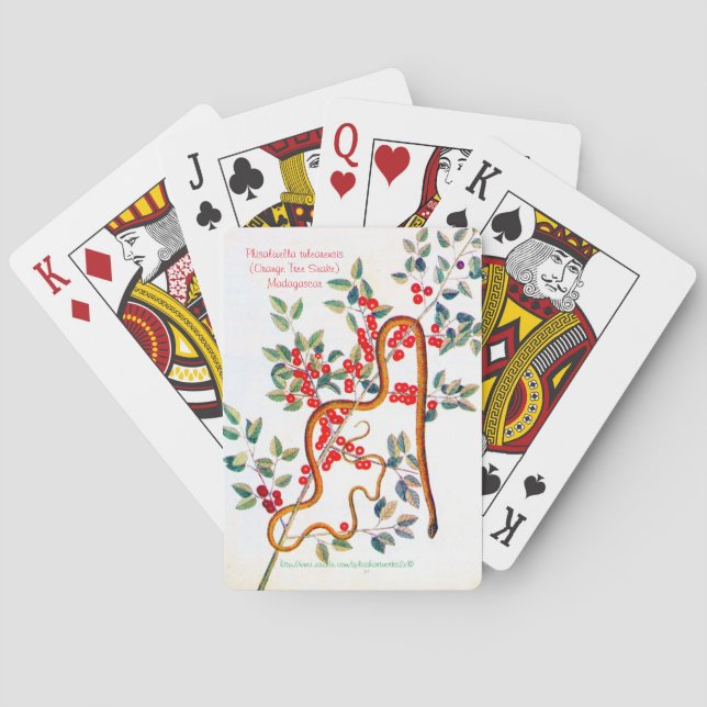 Jeu De Cartes Phisalixella variabilis (dos)