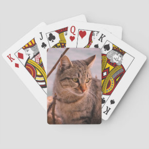 Jeu De Cartes Photo de chat