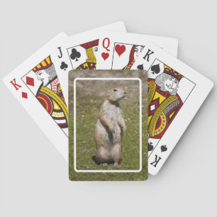 Jeu De Cartes Photo de faune de chien de prairie à queue noire