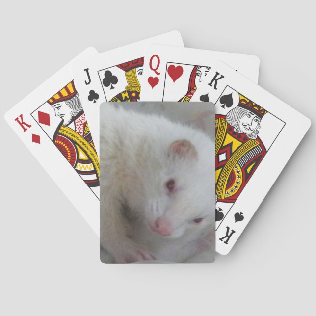 Jeu De Cartes Photo de furet albino (dos)