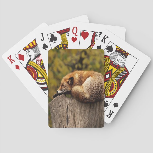Jeu De Cartes Photo de renard dormant (dos)