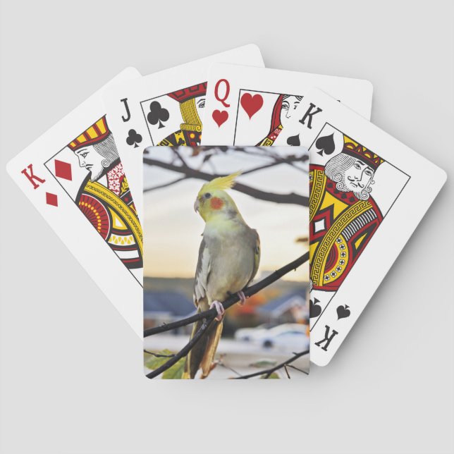 Jeu De Cartes Photographie de profil de Cockatiel (dos)