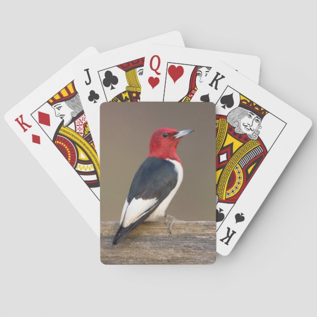Jeu De Cartes Pic à tête rouge sur une clôture (dos)