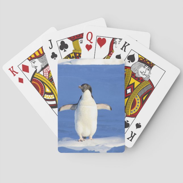 Jeu De Cartes Pingouin (dos)