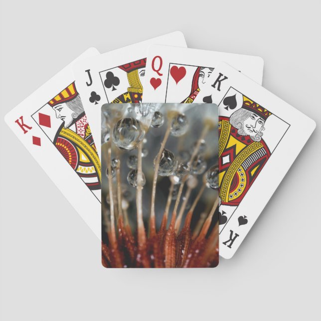 Jeu De Cartes Pissenlit et gouttes d'eau, CA (dos)