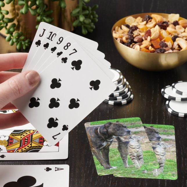 Jeu De Cartes Pit Bull et Cat (In Situ)