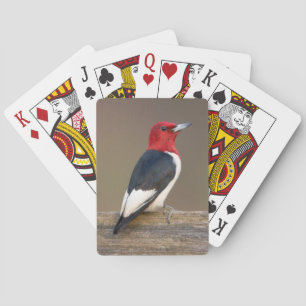 Jeu De Cartes pivert Rouge-dirigé sur la barrière