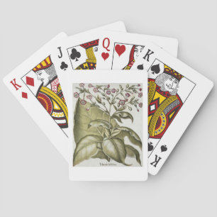 Jeu De Cartes Plante de tabac, de "Hortus Eystettensis" par B