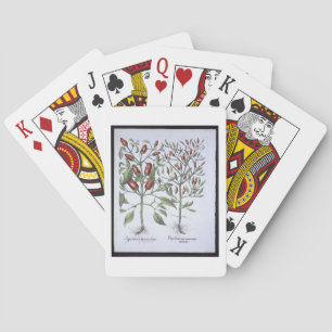 Jeu De Cartes Plantes de poivre chili, du 'Hortus Eystettensi