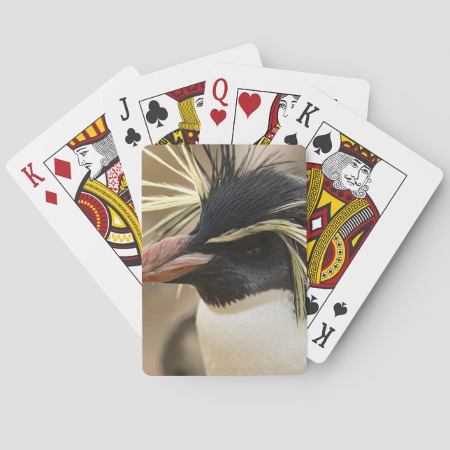 Jeu De Cartes Plaque de cartes Rockhopper Penguin (dos)