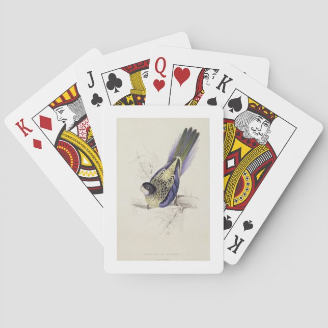 Jeu De Cartes Platycercus Brownii ou Brown's Parrakeet (dos)