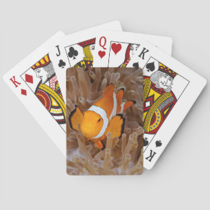 Jeu De Cartes Poisson clown - Molokai, falaise de la côte nord